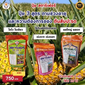 สับปะรด โตไว ใบเขียว เร่งราก เร่งดอก ขยายขนาด ผลใหญ่ ผลดก เพิ่มน้ำหนัก เพิ่มคุณภาพ ผลผลิต ด้วย ปุ๋ย สตาร์เฟอร์