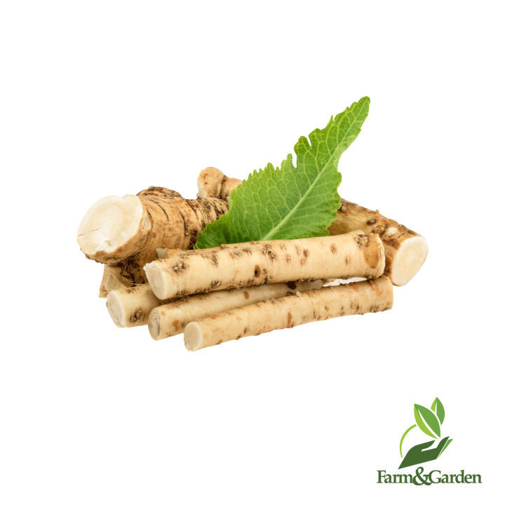 Horseradish 100 seeds Lazada PH