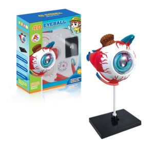 Model Mata Anatomi Alat Peraga Anatomi Tubuh Manusia Anatomi Bola Model Alat Peraga Pendidikan