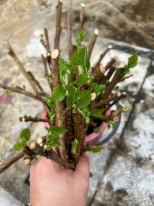 Keratan Pokok Mulberi Mulberry Organik terus tanam– Mudah Cambah & Tumbuh Daun Baru + PERCUMA Baja Organik!