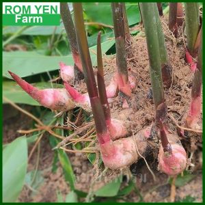 ต้นข่า ในถุงเพาะ 5นิ้ว ข่าแกง ข่าแดง พันธุ์ข่า หน่อข่า พันธุ์ข่าแดง ส่งพร้อมถุงเพาะ ปลูกไว้ใช้งาน