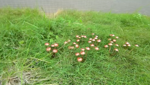 Antique Looks Rusty Iron Mushroom Stake Ground Stake Ornament For Outdoor Garden Decoration Landscape Accessory