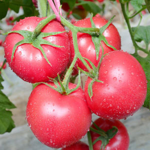 Vegatable seeds / Biji Benih Tomato ( 30 seeds) / 红番茄籽 / Tomatoes Seeds