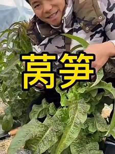 Green-skinned green-fleshed fragrant lettuce shredded red lettuce four-season vegetables