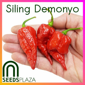 SeedsPLAZA™ - Siling Demonyo Naga Viper (5 Seeds) for Planting Vegetable Plants + Instructions for Carolina Reaper Seed