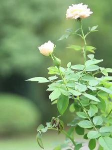 LZD  Splicing Type 8mm Plant Lattice Flower Rack Chinese Rose Climbing Frame Support Flower Bracket