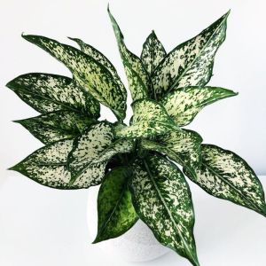 Aglaonema Snow White / Aglonema Putih Salju / 白雪粗肋草 / अग्लोनेमा स्नो वाइट – Air Purifying Easy to Grow Bright Foliage