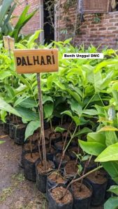 Bibit Jambu Air Dalhari Super Okulasi