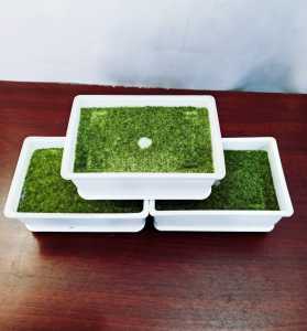 Pot Bonsai / Pot Plastik Persegi Putih