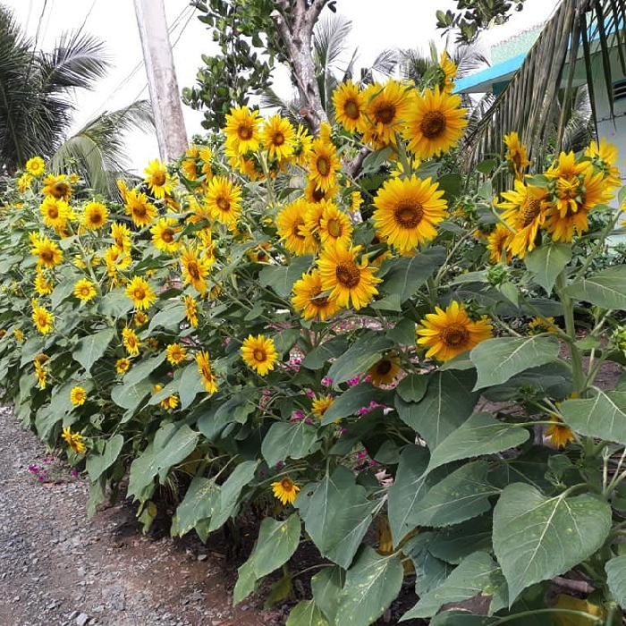 Gói 30 hạt giống hoa hướng dương tháp - hạt giống F1 Thái | Lazada.vn