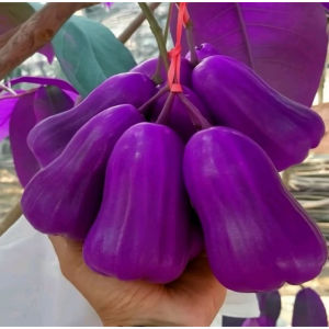 Bibit jambu air ungu sudah berbunga hasil okulasi tinggi bibit 80cm