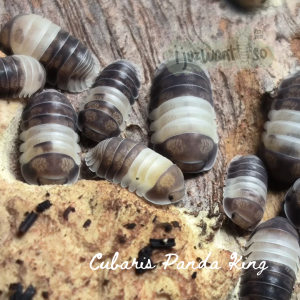 [IJUZWANISO] Cubaris sp Panda King (Isopod for Terrarium and pets)