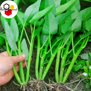 Chinese Kangkong Seeds /（100seeds） Upland Kang kong / Water Spinach Seeds