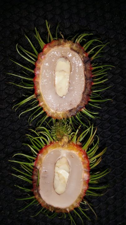 POKOK%20RAMBUTAN%20JARUM%20MAS%20-%20Image%203