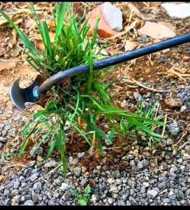 Alat Pencabut Rumput Liar Di Halaman Rumah