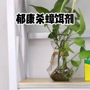 # Boutique # Roach Killer Powerful Household Killing Whole Nest Indoor Kitchen Non-Woven Artifact Compley Kill Killer Large and Small Anti-Virus Glue dayuan