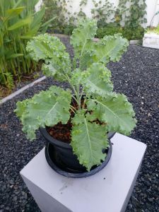 ต้นเคลใบหยิก  สินค้าพร้อมจัดส่ง