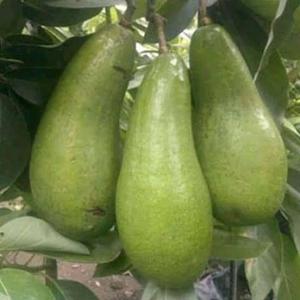 bibit apokat/alpukat aligator unggul