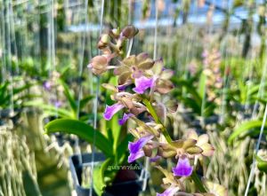 เอื้องเขาแกะxกุหลาบอินทรจักร หรือ เอื้องไทยน้อย 🌼ไม้ลูกผสม🌼 ใส่ตะกร้า 4 นิ้ว ขนาด4-6คู่ใบ ออกดอกเก่ง1ต้น/ขุนเขาการ์เด้น