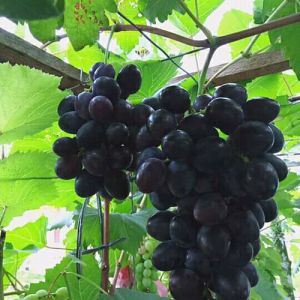 Bibit Anggur Hitam Non Biji Termurah