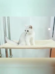 Cat Window Hammock with Suction Cups Sunbathing Hanging Cat Bed Glass Swing