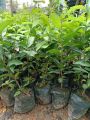 Cây giống sến xanh. 