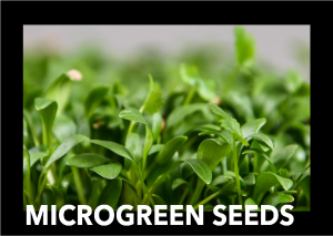 Kale Seeds - Microgreen