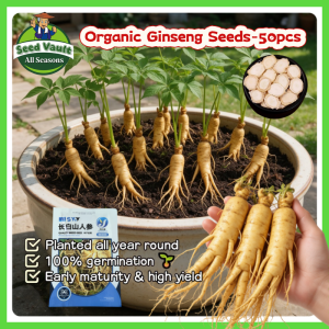100% Legit High Germination 50pcs Rare Ginseng Seeds for Planting High Yield Ginseng Plants Seeds Bonsai Ginseng Seedlings Organic Korean Ginseng Root Seeds Panax Schinseng Herb Seeds Vegetable Seeds for Gardening Ginseng Live Plants for Sale Real Plants