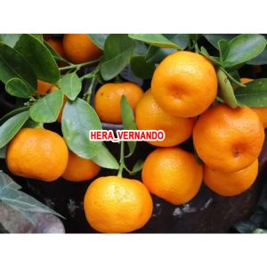 Bibit Tanaman Jeruk Mandarin Super Manis
