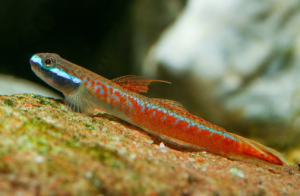 annies goby | Stiphodon annieae | Live animal