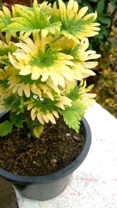 ต้นฤาษีผสม ถูกๆ ต้นไม้ฟอกอาศ สีสวยแปลกตา สวยมีเอกลักษณ์ 3 ล้าม ราคา ฿300