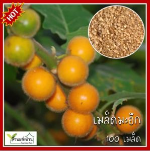 200 เมล็ด มะอึก เมล็ดมะอึก มะเขือปู่ มะปู่ มะเขือขน หมากขน