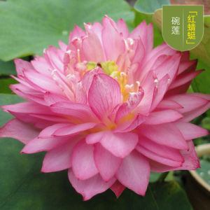 Biji Benih Teratai Bunga Teratai Lotus Seeds  Water Lily Garden Plant Mix Flower Seed Aquatic Plant Teratai 5PCS睡莲碗莲种子 红蜻蜓