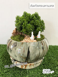 [ต้นไม้จริง] สวนถาด บอนไซแก้วแคระมหามงคล ต้นไม้คัดฟอร์มสวยทุกต้น