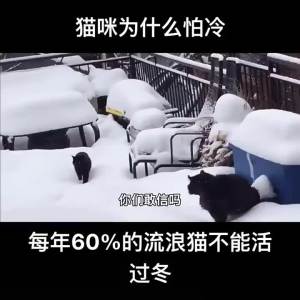 Stray cat shelter outdoor waterproof cat house rainproof cold-proof warm tent outdoor shelter for cats wild cat house