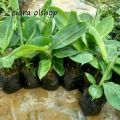 Bibit pisang mini cebol morosebo bisa berbuah meskipun pohon pendek. 