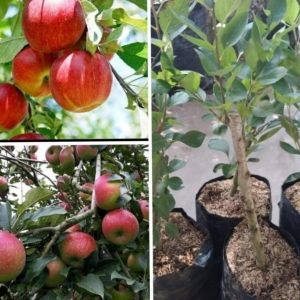 Bibit Buah Apel Merah Kondisi Sudah Berbuah Okulasi