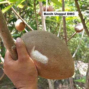 Bibit sawo jumbo amerika asli super cepat berbuah