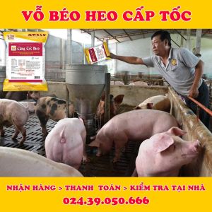 BIGBOSS VIỆN THÚ Y Tăng Tốc Heo Tăng Trọng Nhanh Rút Ngắn Thời Gian Chăn Nuôi Tiết Kiệm Chi Phí Hàng Chuẩn Công Ty