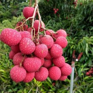 Bibit Buah Leci Com Merah Stek Okulasi Cangkok Produktif Berbuah Siap Kirim