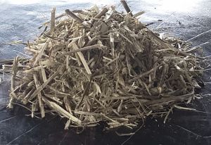 RANTING POHON JAYANTI KERING / Natural Jayanti Tree twigs