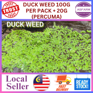 DUCK WEED 100G PER PACK + 20g (PERCUMA)