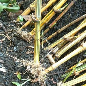 Bibit Bambu Kuning Sudah Berakar Dan Tumbuh Tunas Bibit Tanaman Hias Bambu Kuning Asli