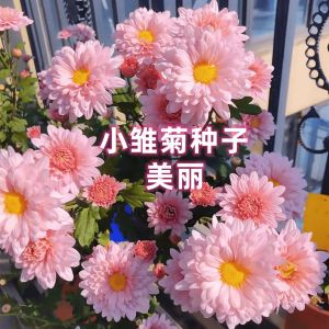 Daisy seeds bloom all year round potted小雏菊种子四季开花易活盆栽Indoor and outdoor bonsai plants flower seeds室内室外花卉种子