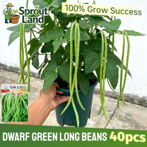 [Beginners Easy Grow] Dwarf Frameless Chinese Green Long Beans Seeds for Planting Vegetable Plants (40 Seeds) High Yield Organic Bush Sitaw Seeds Cowpea Vegetable Seeds for Gardening Bush Beans Seeds Bush Sitao Seeds Bonsai Potted Veggie Seeds Seedlings