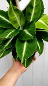 SOV real live plant pokok hidup indoor plant spathiphyllum varigated sphathiphyllum zebra
