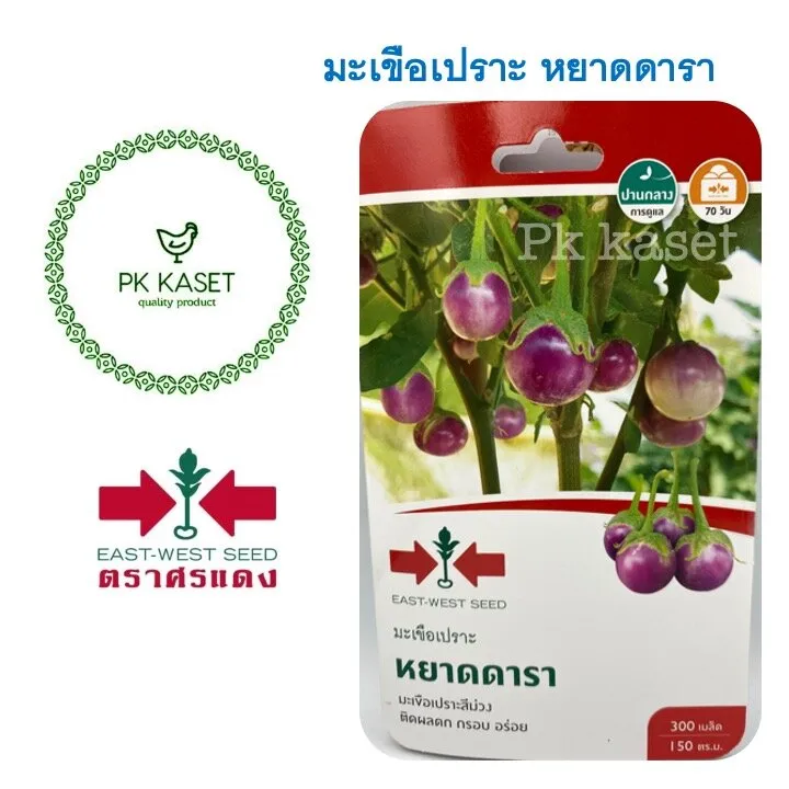 เมล็ดมะเขือเปราะม่วง หยาดดารา ตราศรแดง ผลดก สีสวย