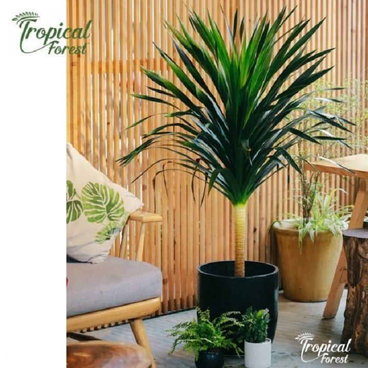 ph%C3%A1t%20t%C3%A0i%20n%C3%BAi%201%20th%C3%A2n%20%C4%91%E1%BA%B9p%20-%20Image%204