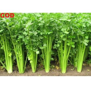HARGA GROSIR - 100 bibit / benih / Biji Seledri - Seeds Sayur sledri - TOKO RANITASHOP GROSIR