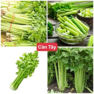 Hạt giống rau cần tây xanh -rau gia vị-1gr